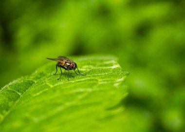 Küçük bir sinek canlı yeşil bir yaprağın üzerine tünemiş, karmaşık özelliklerini ve kanatlarını sergiliyor. Yeşilin değişik tonlarıyla dolu yemyeşil bir arka plan sunar..