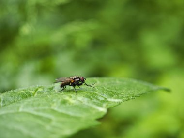 Bir sinek, canlı yeşil bir yaprağın üzerine nazikçe tünemiş çalıların arasında, parlak, güneşli bir ortamda doğanın karmaşık detaylarını sergiliyor..