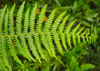 Canlı yeşil eğreltiotu yaprağı yatay olarak uzanıyor ve ince dantelli yapraklarını sergiliyor. Yeşilin çeşitli tonları doğal güzelliğe eklenerek yemyeşil ormanların arka planında yer alır..