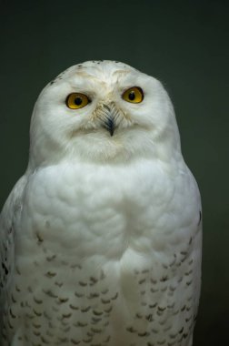 Görkemli bir kar baykuşu parlak sarı gözleri ve karmaşık tüyleriyle poz verir. Sahne, bu inanılmaz kuşun güzelliğini gösteren bir vahşi yaşam sergisi..