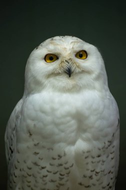 Karlı bir baykuş çarpıcı beyaz tüylerini ve yoğun sarı gözlerini sergilerken loş bir kapalı ortamda otururken görkemli varlığını ve güzelliğini gözler önüne serer..