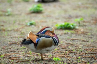Mandarin ördeği kumlu bir alanda dinleniyor, canlı tüylerini sergiliyor. Yeşillikleri sarmak, bu güzel gündüz manzarasının huzurlu atmosferini güçlendirir..