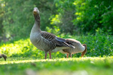 İki kaz, zengin yapraklarla çevrili canlı yeşil bir tarlada güneşli bir öğleden sonranın tadını çıkarıyorlar. Tüyleri, huzur içinde yiyecek ararken ve bölgeyi keşfederken parlıyor..