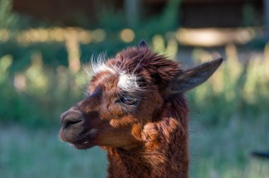 Kahverengi bir lama, yumuşak güneş ışığıyla vurgulanan tüylü kürkü ile güneşli bir alanda huzur içinde durur. Hayvan sakin ve meraklı görünüyor, öğleden sonraki huzuru somutlaştırıyor..