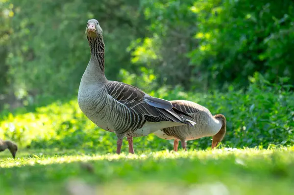 İki kaz, zengin yapraklarla çevrili canlı yeşil bir tarlada güneşli bir öğleden sonranın tadını çıkarıyorlar. Tüyleri, huzur içinde yiyecek ararken ve bölgeyi keşfederken parlıyor..