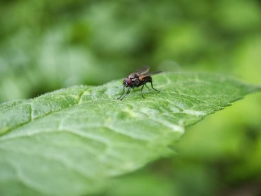 Bir sinek canlı yeşil bir yaprağın üzerine tünemiş, yemyeşil yapraklarla çevrili. Sahne, açık havada güneşli bir günün tadını çıkarırken böceğin kanatları ve vücudunun karmaşık detaylarını yakalar..
