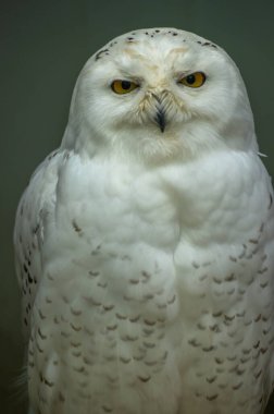 Kar baykuşu zarifçe duruyor, yuvarlak yüzü ve canlı sarı gözleri dikkat çekiyor. Kabarık beyaz tüyleri, zarafet ve dengeyi somutlaştıran sakin bir çevreyi yansıtır..