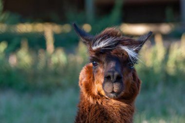 Ayırt edici beyaz yüzlü kahverengi bir lama yemyeşil bir alanda sakince durur. Güneş kürkünü aydınlatır ve meraklı bir şekilde izleyiciye bakar. Huzurlu bir atmosfer yaratır..