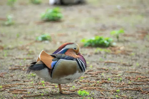 Canlı bir Mandarin ördeği tek bacağının üzerine tüneyerek tüylerini küçük bitkiler ve yeşilliklerle dolu doğal bir yaşam alanına yerleştirir. Huzurlu atmosfer, doğayı takdir etmeye davet ediyor..