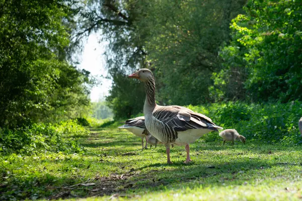 Birkaç kaz ağaçlar ve yapraklarla çevrili yeşil bir patikada geziniyor. Güneş yaprakların arasından süzülerek doğada barışçıl bir atmosfer yaratır..