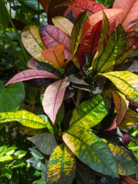 Kırmızının, sarısının ve yeşilin tonlarında parlak renkli yapraklar tropikal bir bahçede yeşillikler arasında gelişir. Güneş ışığı filtreler, yeşilliğin canlı renklerini yükseltir.