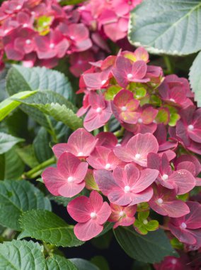 Canlı pembe ortanca çiçekleri zengin yeşil yapraklar arasında gelişerek baharda bir bahçe ortamında renkli bir görüntü oluşturarak doğanın güzelliğini ve yenilenmesini ön plana çıkarıyor..