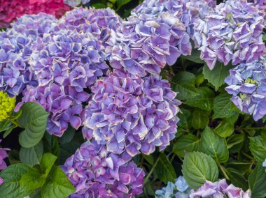 Ortanca çiçekleri, güneşli bir yaz gününde canlı bir bahçede yemyeşil yapraklarla çevrili mor ve mavi tonların büyüleyici bir karışımını sergiler..