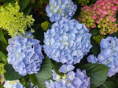 Güzel mavi ve pembe ortanca kümeleri yeşil yapraklara karşı zengin canlı renkleriyle bahçeyi dolduruyor. Sıcak yaz güneşi onların doğal güzelliklerini arttırır..