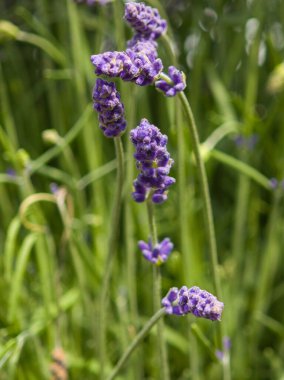 Titrek lavanta çiçekleri, yaz bahçesinde usulca sallanarak dimdik dururlar. Bereketli yeşil zemin, zengin mor renklerini güçlendiriyor ve huzurlu bir atmosfer yaratıyor..