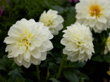 Yumuşak beyaz çiçekler canlı bir bahçede sükunet yayar. Yeşil yapraklarla çevrelenmiş bu çiçekler hassas katmanlar sergiliyor. Onları gören herkese hayranlık ve huzur veriyor..