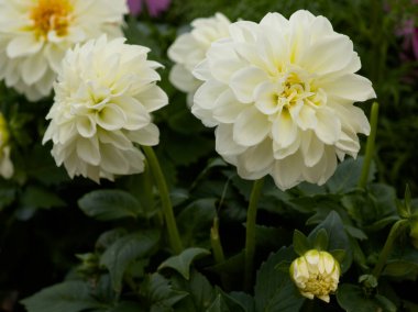 Yazın başında, renkli çiçeklerle dolu bir bahçede beyaz yıldız çiçekleri açar. Narin yaprakları etraflarındaki yeşilliklere karşı çarpıcı bir kontrastlık yaratır..