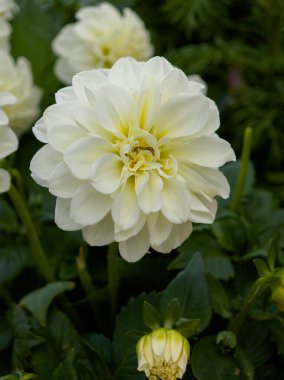 Büyük beyaz bir yıldız çiçeği canlı bir bahçede tüm yapraklarını sergiliyor. Yeşil yapraklarla çevrili, yakında tomurcuklanan bir çiçek görülebilir. Sahne, doğanın güzelliğini yakalar..
