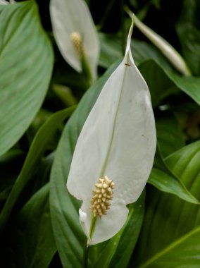 Göz kamaştırıcı beyaz bir çiçek uzun, pürüzsüz bir taç yaprağı ve merkezi bir çiçek demeti içerir. Çevreleyen yemyeşil yapraklar, tropik bir bahçe ortamında canlı bir ortam yaratır..