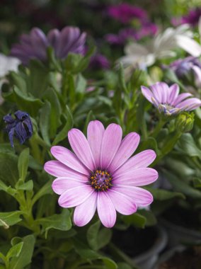 Güzel pembe bir çiçek, çeşitli çiçeklerle dolu canlı bir bahçede belirgin bir şekilde duruyor. Bereketli yeşillik renkli görüntüyü güçlendiriyor, canlı bir atmosfer yaratıyor..