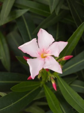 Yumuşak yapraklı narin pembe bir çiçek bahçedeki canlı yeşil yaprakların arasında açılır. Sahne, baharın güzelliğini yakalıyor, doğanın canlı renklerini ve yeni hayatını vurguluyor..