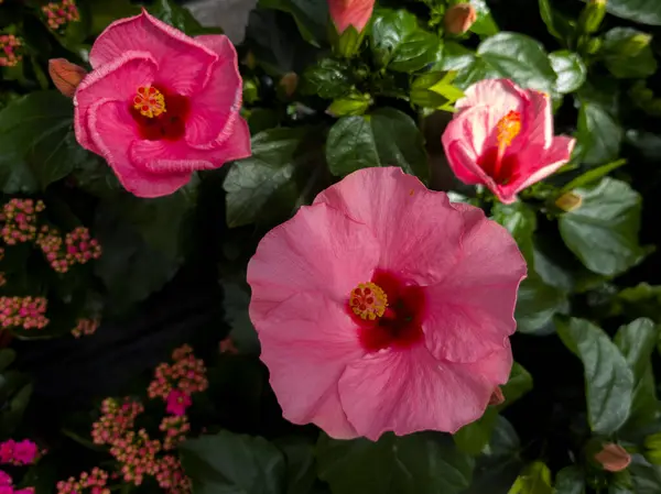 Pembe amber çiçekleri geniş ve zarif yapraklarını yemyeşil bir bahçede sergiler. Parlak yeşil yapraklar etraflarını sarar, canlı bir zıtlık yaratır ve çiçeklenerek güzelliklerini arttırır..