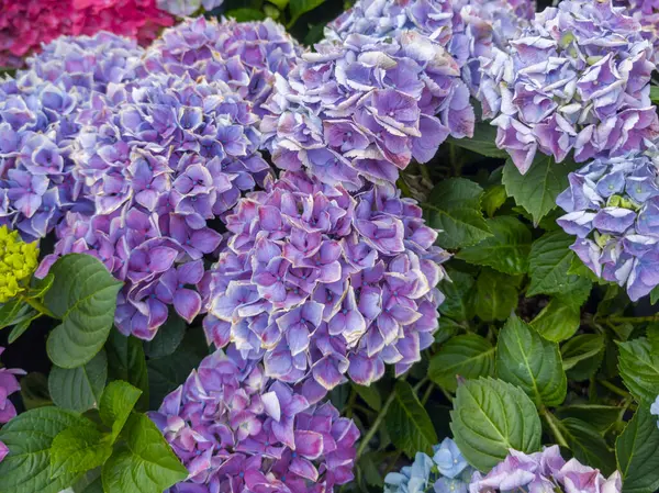 Ortanca çiçekleri, güneşli bir yaz gününde canlı bir bahçede yemyeşil yapraklarla çevrili mor ve mavi tonların büyüleyici bir karışımını sergiler..