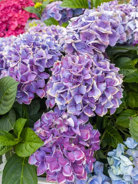 İlkbahar aylarında bahçedeki yemyeşil yapraklarla çevrili parlak ortanca çiçekleri mor ve mavinin tonlarını sergiler. Çiçekler karmaşık taç yaprakları ve dokular sergiler..