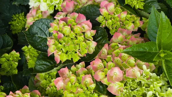 Canlı ortanca çiçekleri zengin yeşil yapraklarla çevrili pembe ve yeşil tonlarını sergiler. Bu bahar bahçesi doğanın güzelliğini gözler önüne seriyor..