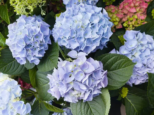 Bereketli ortancalar baharda bir bahçede mavi ve mor renklerin bir karışımını sergiler. Canlı çiçekler zengin yeşil yapraklarla çevrili, çarpıcı bir çiçek aranjmanı oluşturuyor..