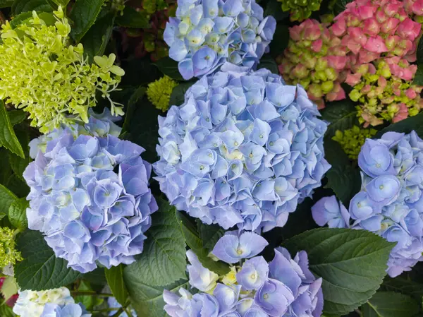 Güzel mavi ve pembe ortanca kümeleri yeşil yapraklara karşı zengin canlı renkleriyle bahçeyi dolduruyor. Sıcak yaz güneşi onların doğal güzelliklerini arttırır..