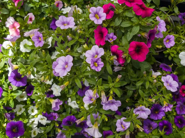 Pembe, mor ve beyaz tonlarında parlak renkli petunyalar bahçeyi dolduruyor. Bahar mevsiminde doğanın güzelliğini gözler önüne seriyor..