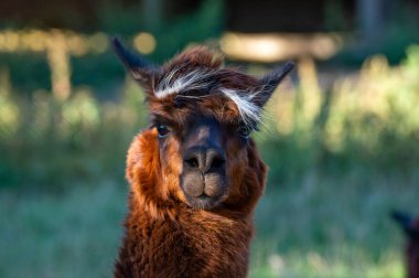 Kahverengi bir alpaka güneşli bir alanda huzur içinde duruyor ve eşsiz kürkünü ve dostça ifadesini sergiliyor. Yumuşak öğleden sonra ışığı, sıcak bir atmosfer yaratır ve onun özelliklerini ön plana çıkarır..