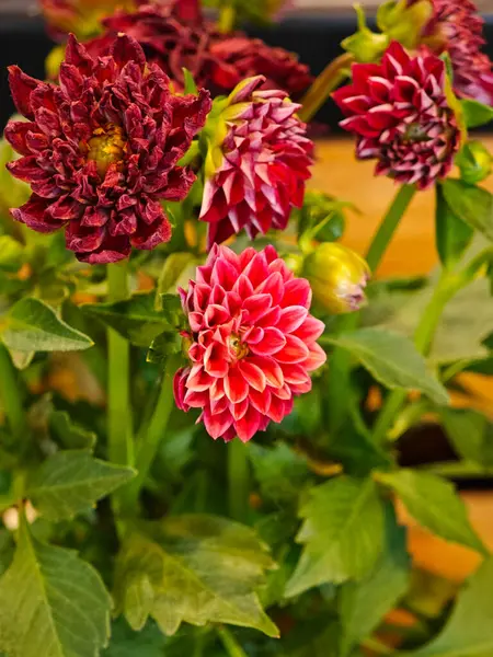 Çoklu yıldız çiçekleri yemyeşil yapraklarla çevrili zengin kırmızı ve pembe renkleri sergiler. Bu canlı düzenleme doğanın güzelliğini gösteriyor, hayranlık ve takdir uyandırıyor..