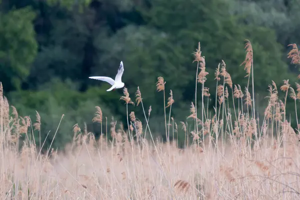 Siyah başlı martılar, yemyeşil yeşilliklerle çevrili altın otların üzerinde zarifçe süzülüyorlar. Sakin atmosfer, arka plandaki doğanın güzelliğini vurgular..