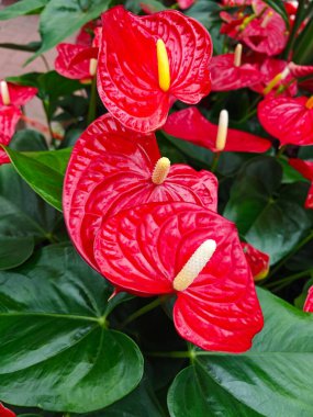 Kırmızı Anthurium çiçekleri, bahçedeki yeşil yapraklarla çevrili çarpıcı çiçeklerini sergiler. Güneş ışığı onların parlak dokusunu ve benzersiz şekillerini vurgular ve çarpıcı bir görüntü yaratır..