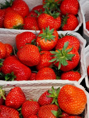 Tıknaz, olgun çilek dolu sepetler bir çiftçi pazarında sergileniyor. Parlak güneş ışığı altında ışıldayan kırmızı dutlar taze ürün arayan müşterileri cezbediyor..