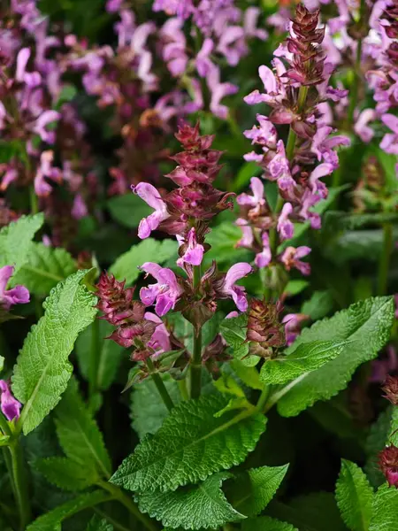Renkli çiçekli bitkiler zengin yeşil yapraklarla çevrili parlak mor çiçek kümelerini sergiler. Bu canlı bahçe bahar çiçeklerinin tipik renkleriyle canlıdır..