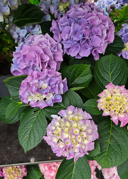 Canlı bir ortanca gösteriminde, baharda bir bahçe pazarında bulunan yemyeşil yapraklar arasında mor ve pembe çiçek kümeleri yer alır..