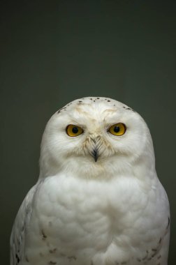 Karlı bir baykuş ortaya dikilmiş, parlak sarı gözleri dikkatle bakıyor. Kuşun beyaz tüyleri ve ince ayrıntıları yumuşak arka plana çarpıcı bir zıtlık yaratarak majestelerini güçlendirir..