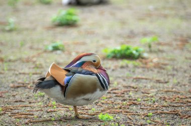 Bir Mandarin ördeği zarif bir şekilde yerde duruyor, sakin bir park ortamında canlı tüyler sergiliyor. Yumuşak güneş ışığı eşsiz renklerini vurgular, barışçıl bir ortam yaratır..