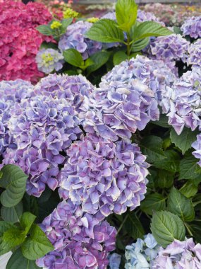 Mor, pembe ve mavi tonlarında canlı ortanca çiçeklerinin yemyeşil bir görüntüsü bir bahçe alanını doldurur. Çiçekler sıcak güneş ışığı altında serpilir ve güzel bir atmosfer yaratır..