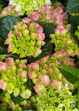 Renkli ortanca çiçekleri, bahar mevsiminde bir bahçedeki zengin yeşil yapraklarla çevrelenmiş pembe ve yeşil tonlarda, doğanın güzelliğini gözler önüne sererek patlar..