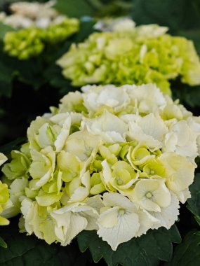 Soluk sarı-yeşil taç yapraklarıyla dolu ortanca kümeleri, baharın sonlarında yemyeşil bir bahçede sakin bir atmosfer yaratıyor. Çiçekler zengin yeşil yapraklarla çevrili..