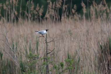 Küçük bir kuş uzun otlarla çevrili ince bir dalda duruyor, sakin bir açık hava ortamında doğal yaşam alanına karışıyor. Öğleden sonra ışığı huzurlu çevreyi vurguluyor..