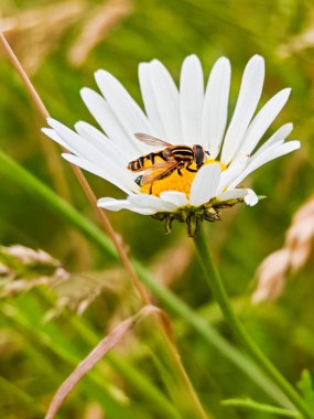 Bir arı sarı merkezli beyaz papatya çiçeğinden nektar toplamakla meşgul. Çevresindeki çayır, parlak güneş ışığı altında yemyeşil çimenler ve kır çiçeklerine sahiptir..