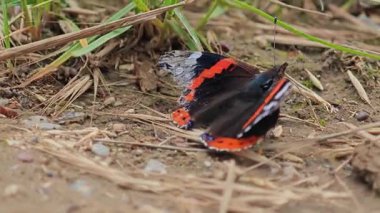 Kızıl bir amiralin detaylı bir görüntüsü. Karmaşık kanat desenleri ve canlı renkleri açıkça görülüyor, doğanın güzelliğini ve polen taşıyıcıların çeşitliliğini sembolize ediyor..