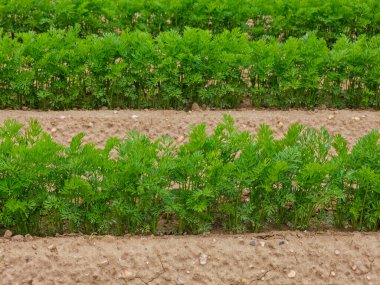 Bereketli sıralanmış taze havuç fideleri, bol güneş ışığında gelişerek, tarım arazisi boyunca uzanır. Toprak iyi sürülmüş, sağlıklı büyüme için besleyici bir ortam sağlıyor..