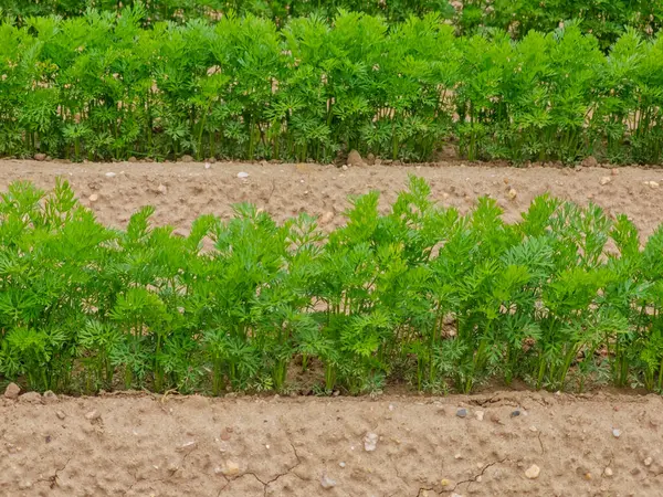 Canlı havuç bitkileri bir tarlada düz sıralarda gelişir. Yeşillik sağlıklı büyümeyi ön plana çıkarıyor, tarım hayatının güzelliğini gözler önüne seriyor..