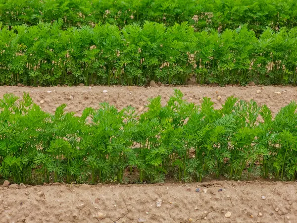 Bereketli sıralanmış taze havuç fideleri, bol güneş ışığında gelişerek, tarım arazisi boyunca uzanır. Toprak iyi sürülmüş, sağlıklı büyüme için besleyici bir ortam sağlıyor..